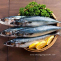 Best Seafood Frozen Pacific Mackerel 300-500g